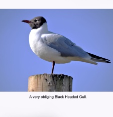 Blackheadedgull