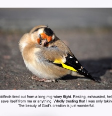 Goldfinch