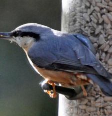 0012Nuthatch